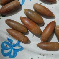 بلوط|خوردنی و آشامیدنی|تهران, زنجان جنوبی|دیوار