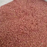 گندم بذر سرداری