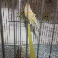 قناری ماده|پرنده|سلماس, |دیوار