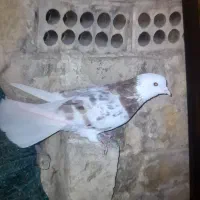 کفتر پرشی حسابی شازده سرور و شازده زرد|پرنده|قم, شاه سید علی|دیوار