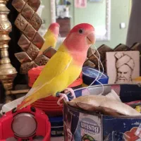 طوطی برزیلی|پرنده|ری, فیروزآبادی|دیوار