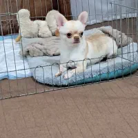 واگذاری شیواوا|سگ|ساری, |دیوار