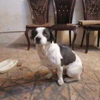 سگ پاکوتاه نر