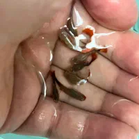 ماهی گوپی کوی بالن|ماهی|تهران, توحید|دیوار