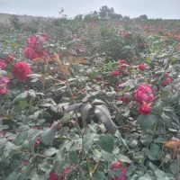 فروش نهال اکالیپتوس ومرکبات وریشه سیا وگل رز|خدمات باغبانی و درختکاری|ایزدخواست, |دیوار