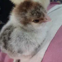 جوجه از تخم دراومده