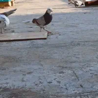 کفتر