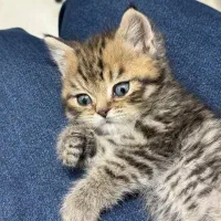 گربه بریتیش دوماه پرشین اسکاتیش