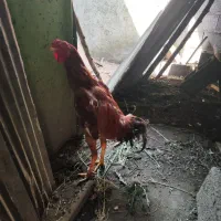 خروس لاری بزرگ