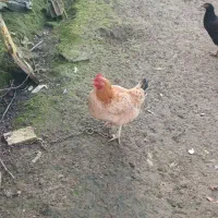 اردک کاکلی و بوقلمون و مرغ محلی تخمگذار|حیوانات مزرعه|ماسال, |دیوار