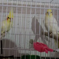 عروس هلندی فوق مولد 4جفت|پرنده|اهواز, پردیس|دیوار