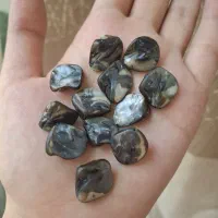 ۲۴ تکه صدف مادر مروارید