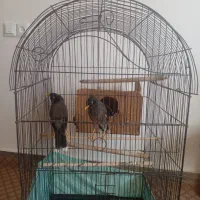 خریدارمرغمیناسخنگو