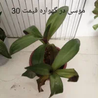 گلهای طبیعی بدلیل اسباب کشی، بلوار طلاییه|گل و گیاه طبیعی|شیراز, میانرود|دیوار