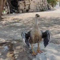 یه جفت غاز|حیوانات مزرعه|دوگنبدان, |دیوار