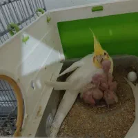 پرنده عروس هلندی|پرنده|دلیجان, |دیوار