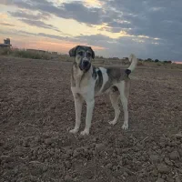 سگ حوالی لیلان قندهار گم شده|سگ|لیلان, |دیوار