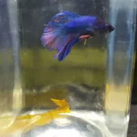 ماهی فایتر|ماهی|زاهدان, |دیوار