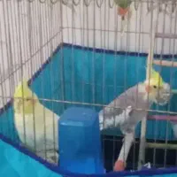 دو جفت عروس هلندی دستی 4پنج ماهه