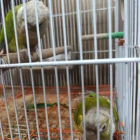 گرینچیک مولد|پرنده|ری, شهادت|دیوار