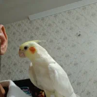 عروس هلندی اهلی و سخنگو