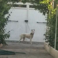 سگ هاسکی نر