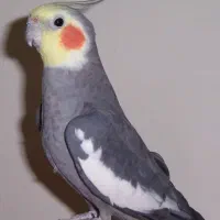 عروس هلندی دستی سخنگو