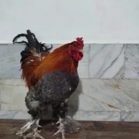 خروس برهما|حیوانات مزرعه|قم, وادی السلام|دیوار