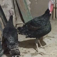 بوقلمون محلی