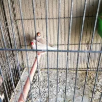 کوتوله مرغ عشق فنچ|پرنده|گلبهار, شهر جدید گلبهار|دیوار