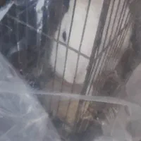 خرگوش|موش و خرگوش|مشکین‌دشت, |دیوار