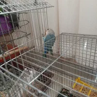 کوتوله|پرنده|اراک, |دیوار