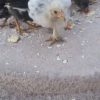 جوجه برهما  بوقلمون  اردک