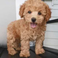 پودل کراس امشب ۳۵۰۰