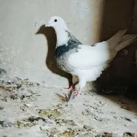 5تا کفتر|پرنده|سمنان, |دیوار