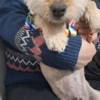 واگذاری سگ خانگی