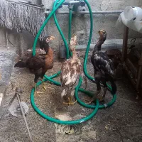 ۶تا جوجه لاری اصل اصل افغان