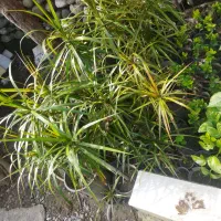 گل و‌گیاه|گل و گیاه طبیعی|چالوس, |دیوار