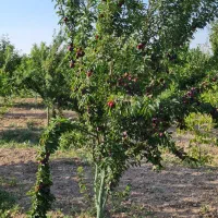 نهال دو تا هفت ساله ریشه ای و گلدانی در رباط‌کریم