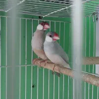 فنچ  کراواتی ،الماسی و نرگسی