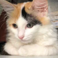 گربه DLH 6 ماهه|گربه|اندیشه, اندیشه فاز ۴|دیوار