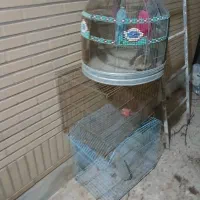 تعدادی قفس پرنده قناری