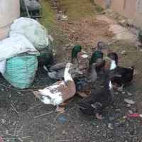 اردک کاکلی و بوقلمون و مرغ محلی تخمگذار