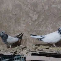 کفتر کله دمسبز|پرنده|نورآباد, |دیوار