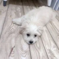 فروش سگ خانگی