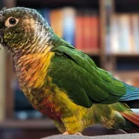 طوطی گمشده گرینچیک با حلقه پا
