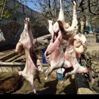 گوسفند خونی