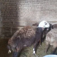 بره قوچ فروشی