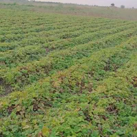 توت فرنگی کاماروس