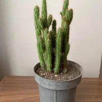 گل کاکتوس|گل و گیاه طبیعی|اصفهان, شاهد|دیوار